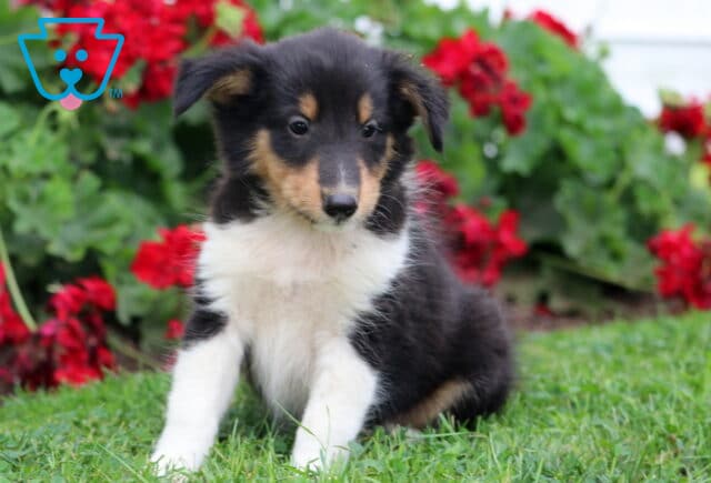 Sweet Sheltie puppy with a black, white, and tan coat sitting on grass in front of vibrant red flowers, gazing calmly at the camera. image