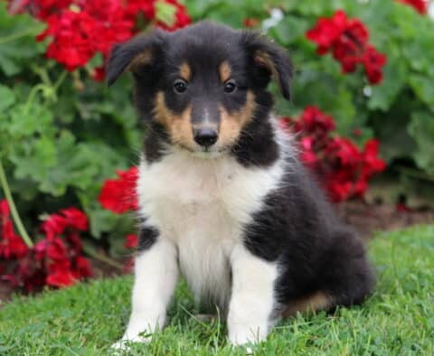 Fluffy tricolor Sheltie puppy with a black, white, and tan coat sitting on a lawn in front of bright red flowers, looking curiously at the camera.