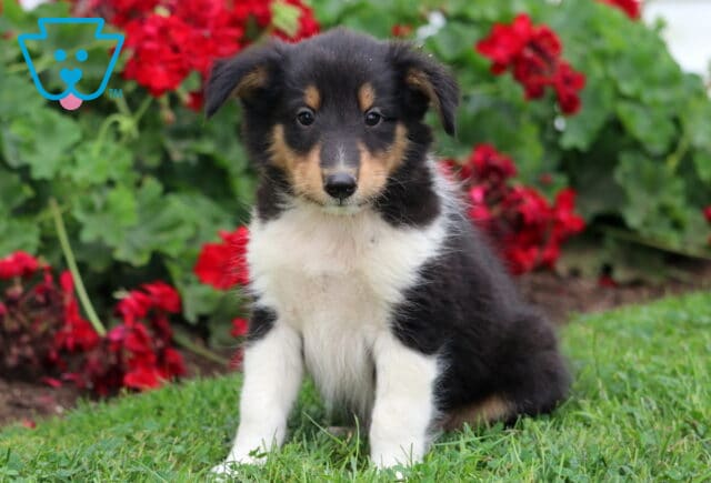 Fluffy tricolor Sheltie puppy with a black, white, and tan coat sitting on a lawn in front of bright red flowers, looking curiously at the camera. image