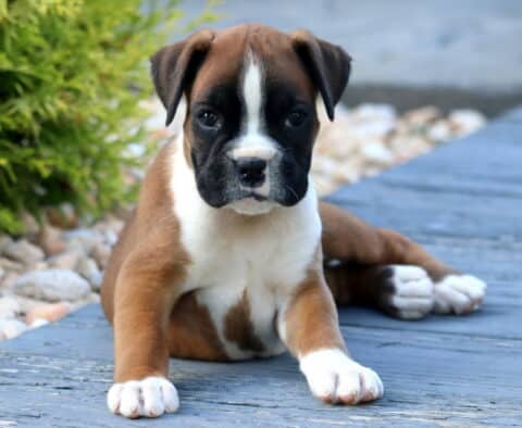 Parker Boxer