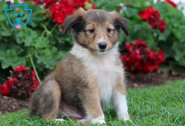 Fluffy Sheltie puppy with a sable and white coat sitting on green grass in front of vibrant red flowers, looking sweet and attentive. image