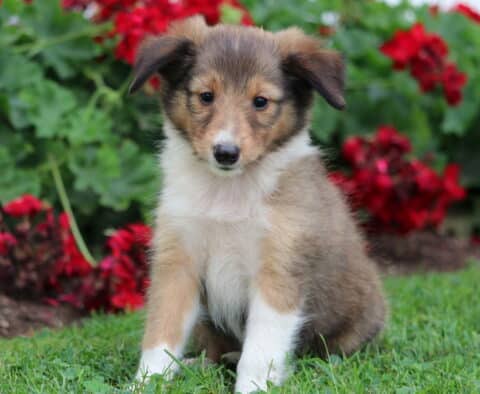 Adorable Sheltie puppy with a fluffy tan and white coat sitting on green grass in front of bright red flowers, looking sweetly at the camera.