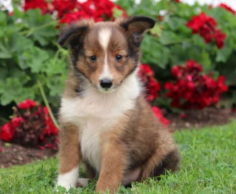 Charming sable and white Sheltie puppy with a distinct white blaze on its forehead sitting in the grass near blooming red flowers, looking directly at the camera.