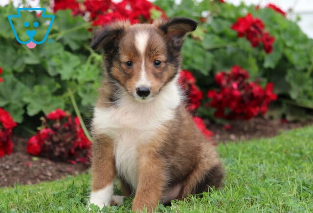 Charming sable and white Sheltie puppy with a distinct white blaze on its forehead sitting in the grass near blooming red flowers, looking directly at the camera. image