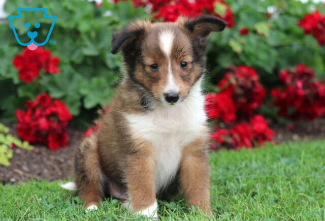 Cute sable Sheltie puppy with a white chest and paws, sitting on green grass with red geraniums in the background, giving a sweet and gentle expression. image