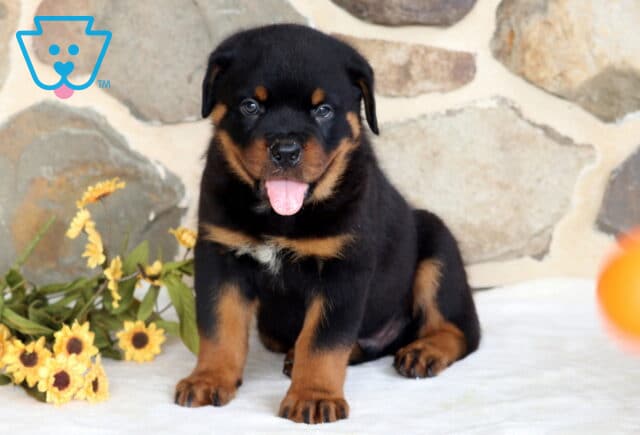 Pax Rotti2 image