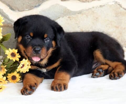 Pax Rottie