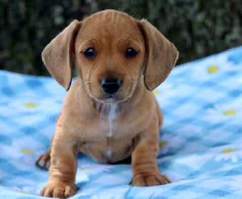 Peanut Mini Dachshund2