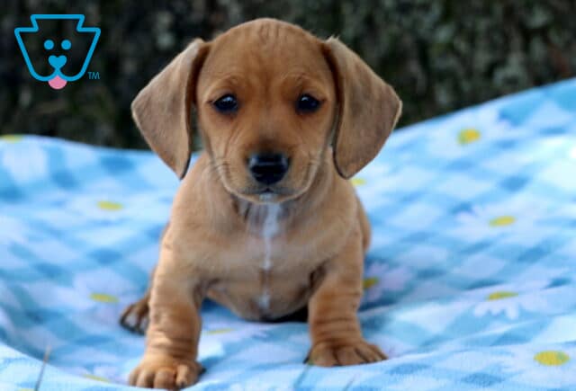 Peanut Mini Dachshund2 image