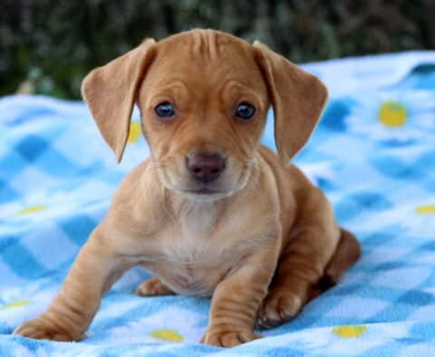 Pearl Mini Dachshund