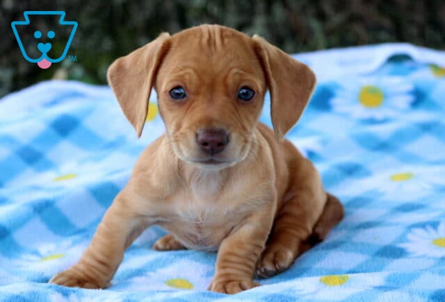 Adorable Mini Dachshund puppy with a smooth golden-tan coat sitting on a blue blanket, gazing sweetly at the camera with big, round eyes. image