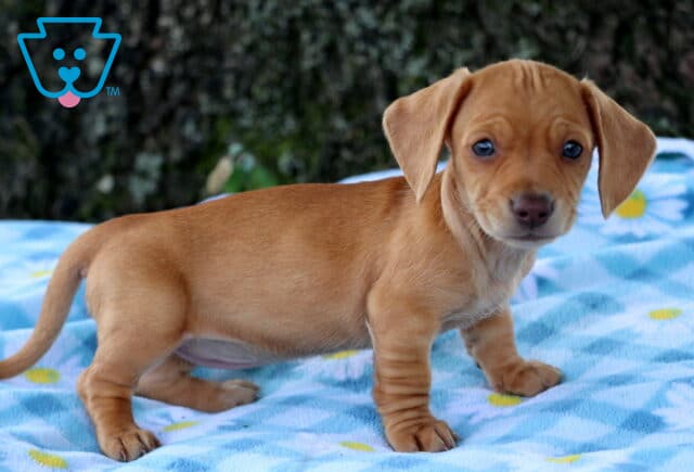Playful Mini Dachshund puppy with a smooth golden coat standing on a blue patterned blanket, showing off its long body, short legs, and curious eyes. image