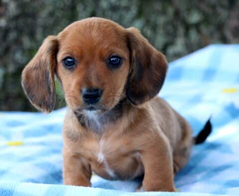 Adorable Mini Dachshund puppy with a smooth reddish-brown coat and floppy ears sitting on a soft blue checkered blanket, gazing sweetly at the camera.