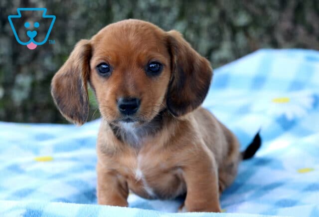 Adorable Mini Dachshund puppy with a smooth reddish-brown coat and floppy ears sitting on a soft blue checkered blanket, gazing sweetly at the camera. image