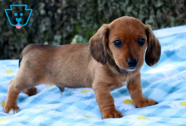 Curious Mini Dachshund puppy with a smooth reddish-brown coat standing on a soft blue blanket, showing off its long body and short legs while looking toward the camera. image