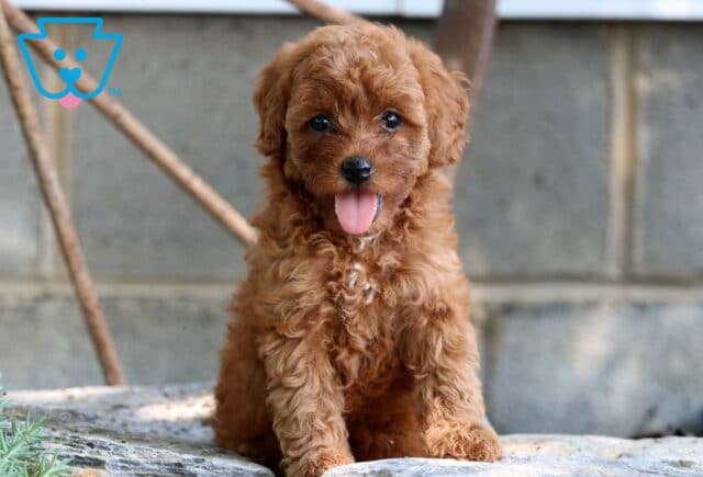 Penny Mini Poodle image