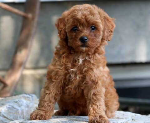 Penny Mini Poodle2