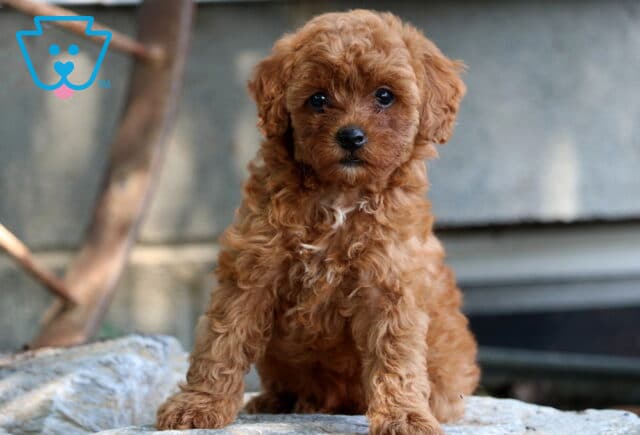 Penny Mini Poodle2 image