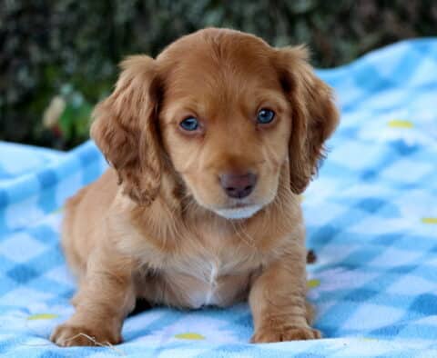 Pepper Mini Dachhsund