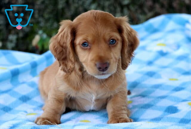 Pepper Mini Dachhsund image