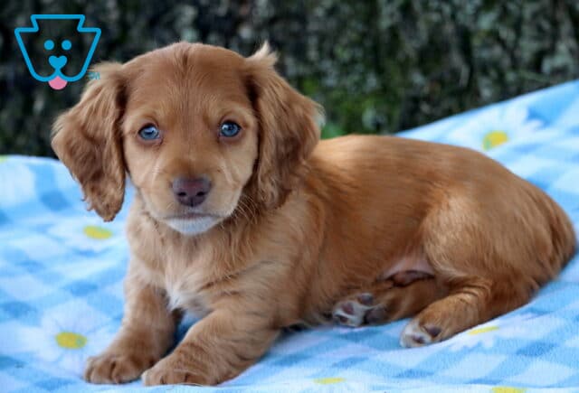 Pepper Mini Dachhsund2 image