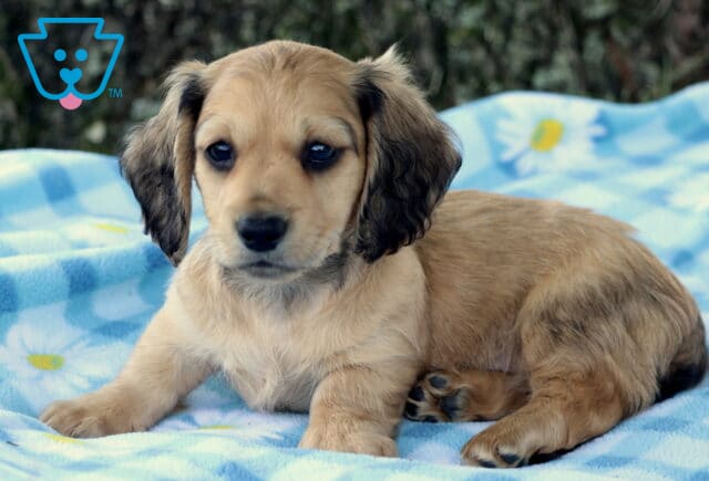 Perry Mini Dachshund image