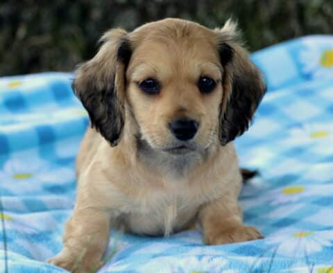 Perry Mini Dachshund2