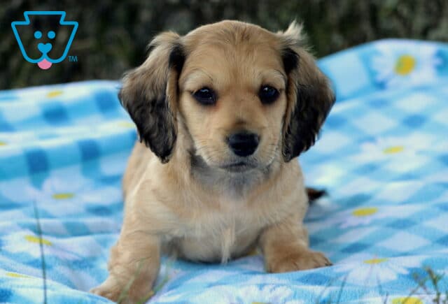 Perry Mini Dachshund2 image