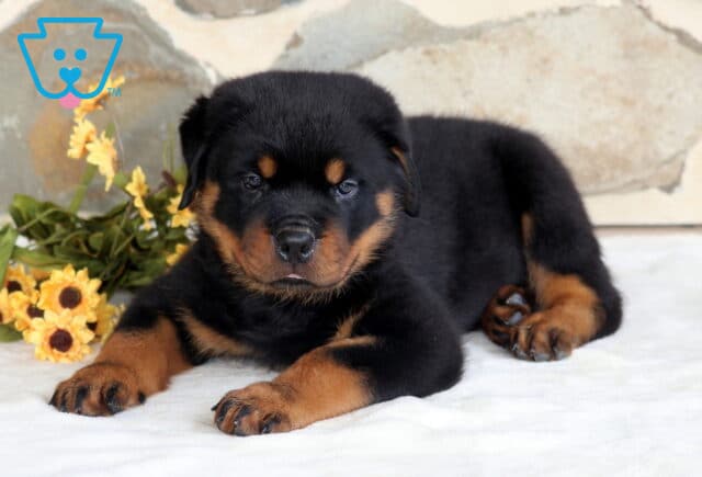 Perry Rottie image