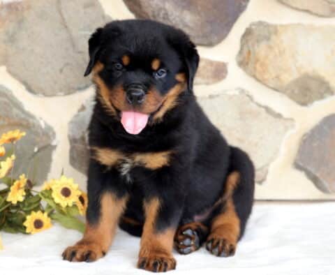 Perry Rottie2