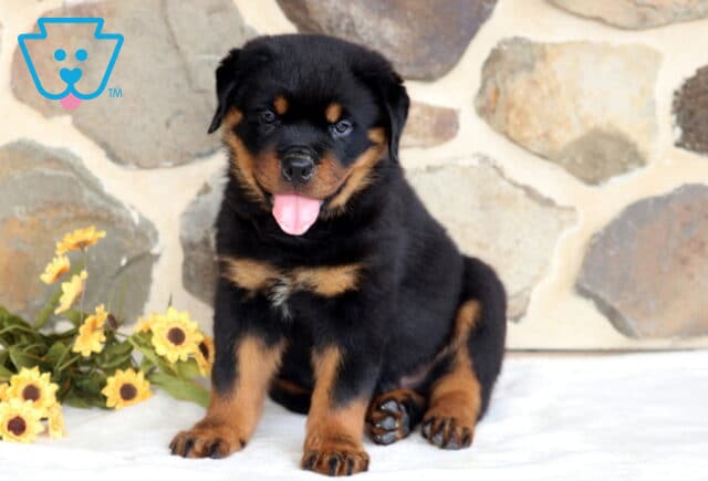 Perry Rottie2 image