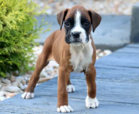 Petey Boxer