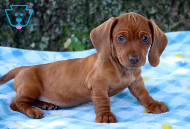 Petunia Mini Dachshund image