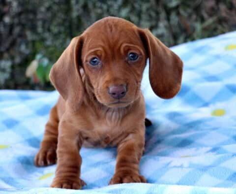 Petunia Mini Dachshund2