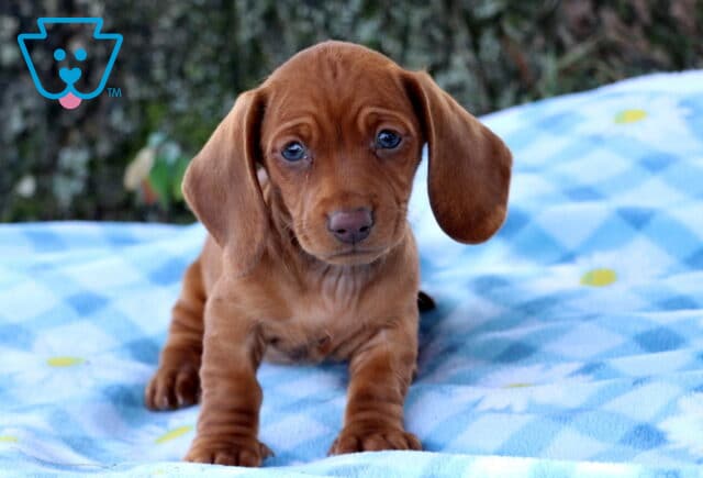 Petunia Mini Dachshund2 image