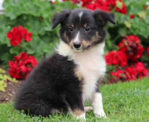 Alert tricolor Sheltie puppy with a black coat, white chest, and tan accents, sitting on green grass with vivid red flowers and leafy greenery in the background.