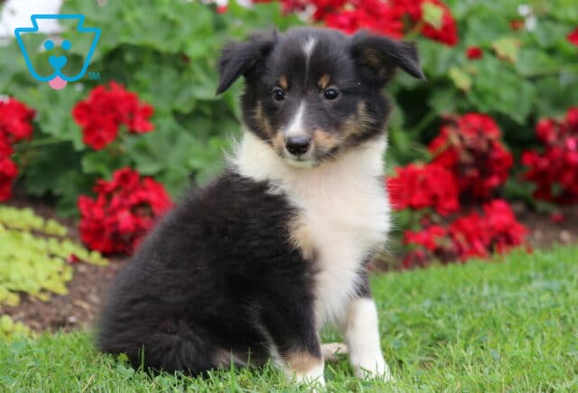 Alert tricolor Sheltie puppy with a black coat, white chest, and tan accents, sitting on green grass with vivid red flowers and leafy greenery in the background. image