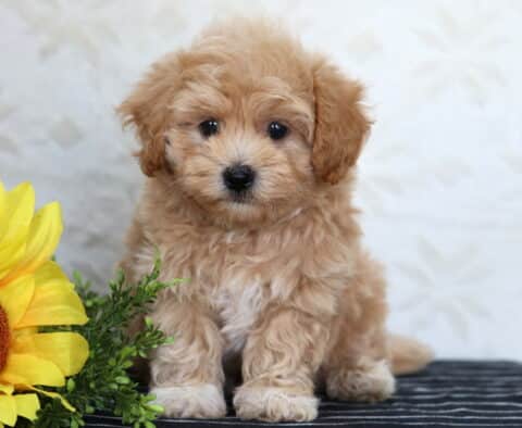 Fluffy Havapoo puppy sitting on a striped surface beside a large yellow sunflower, looking directly at the camera.