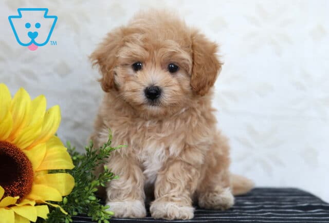 Fluffy Havapoo puppy sitting on a striped surface beside a large yellow sunflower, looking directly at the camera. image