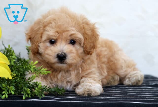 Adorable Havapoo puppy lying on a striped surface next to a sunflower and greenery, gazing at the camera. image