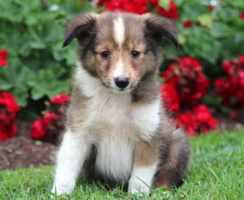 Sweet-faced Sheltie puppy with a sable and white coat and a narrow white blaze on its forehead, sitting on the grass with red flowers in the background.