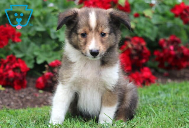 Sweet-faced Sheltie puppy with a sable and white coat and a narrow white blaze on its forehead, sitting on the grass with red flowers in the background. image