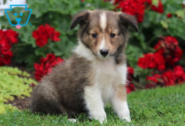 Fluffy Sheltie puppy with a sable coat and white markings sitting in the grass near blooming red and green garden plants, looking sweetly at the camera. image