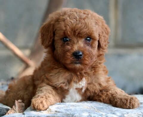 Porky Mini Poodle