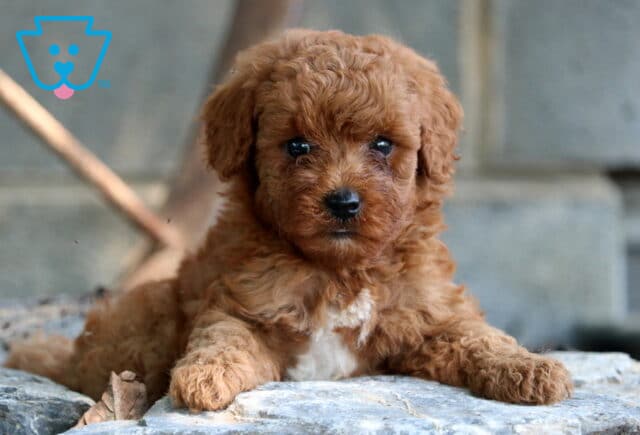 Porky Mini Poodle image