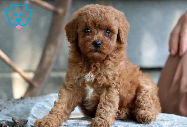 Porky Mini Poodle2 image