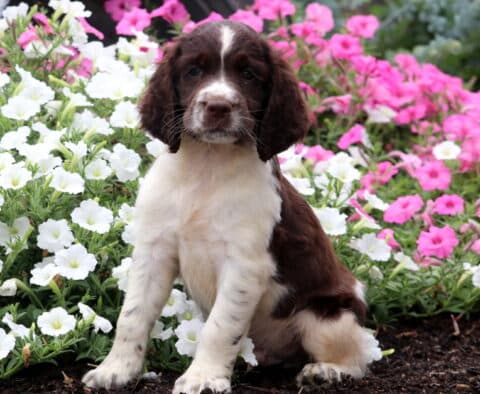 Preston English Spaniel