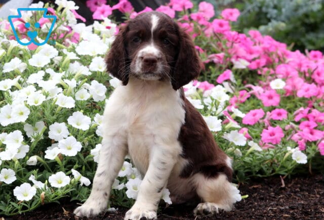 Preston English Spaniel image