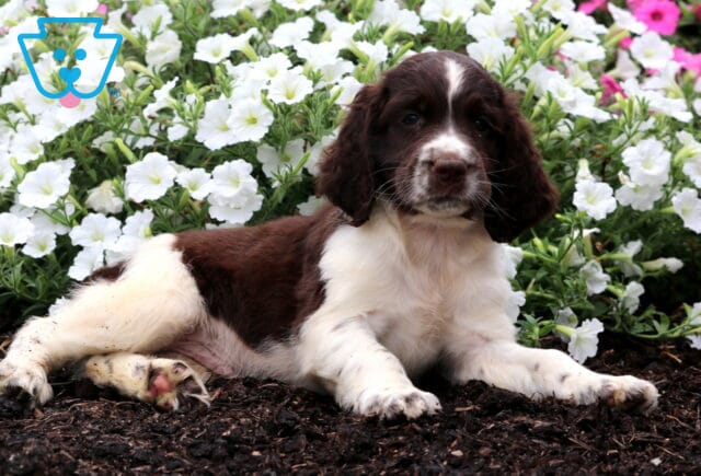 Preston English Spaniel2 image