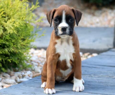 Prince Boxer